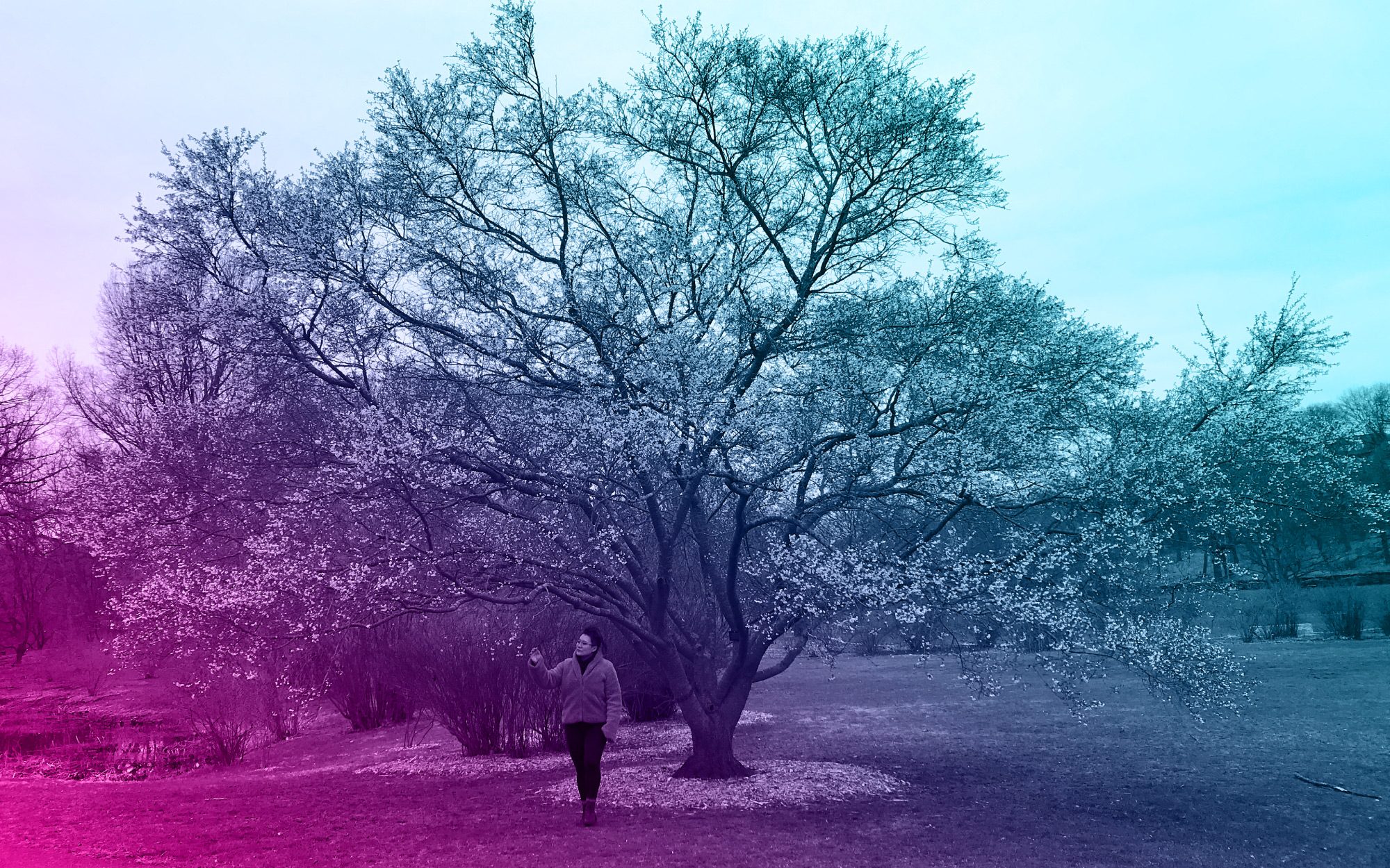 Clairvoyance: The Tree Planting