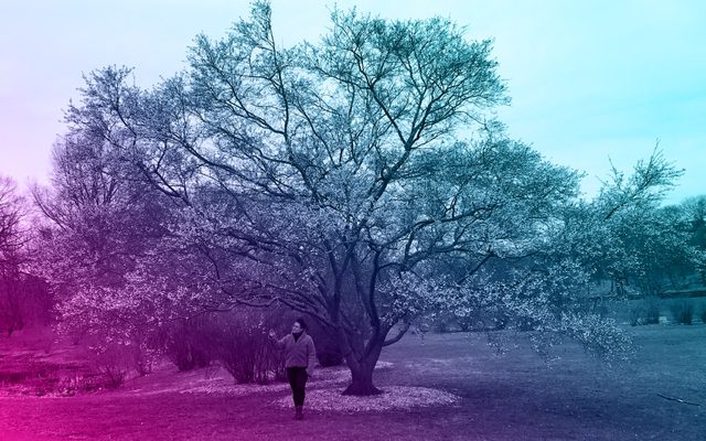 Diana Oh‘s Clairvoyance: The Tree Planting