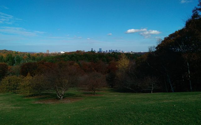 Peter's Hill at the Arnold Arboretum.