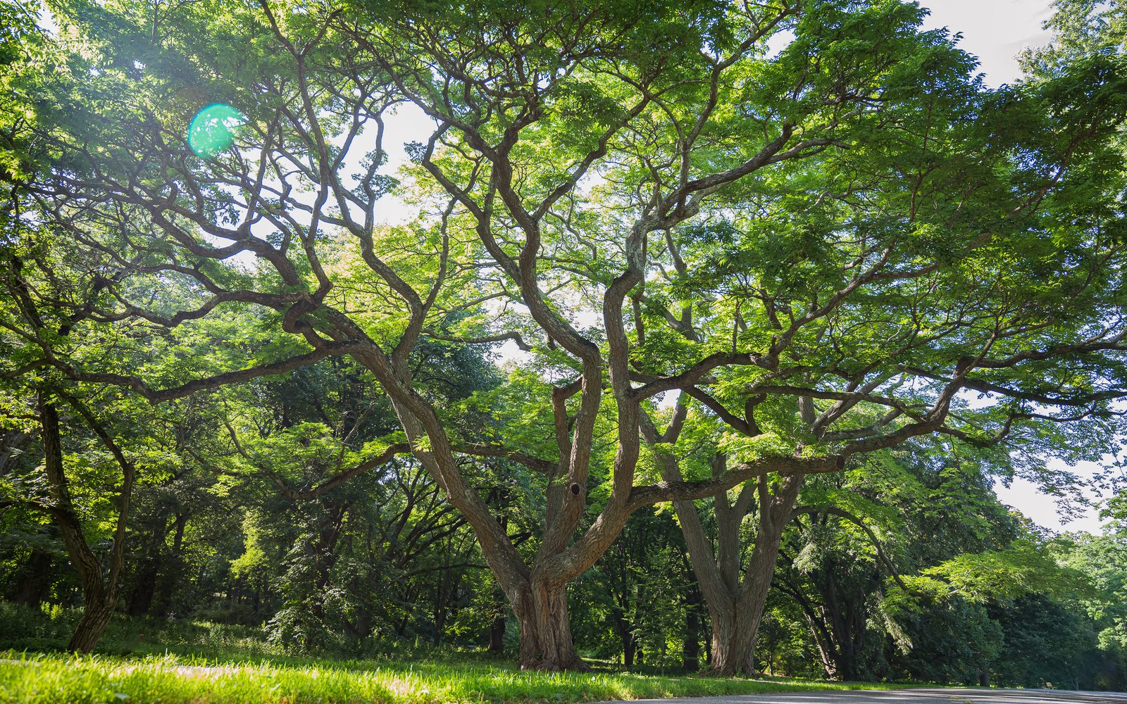 Trees in the Arnold Arboretum.