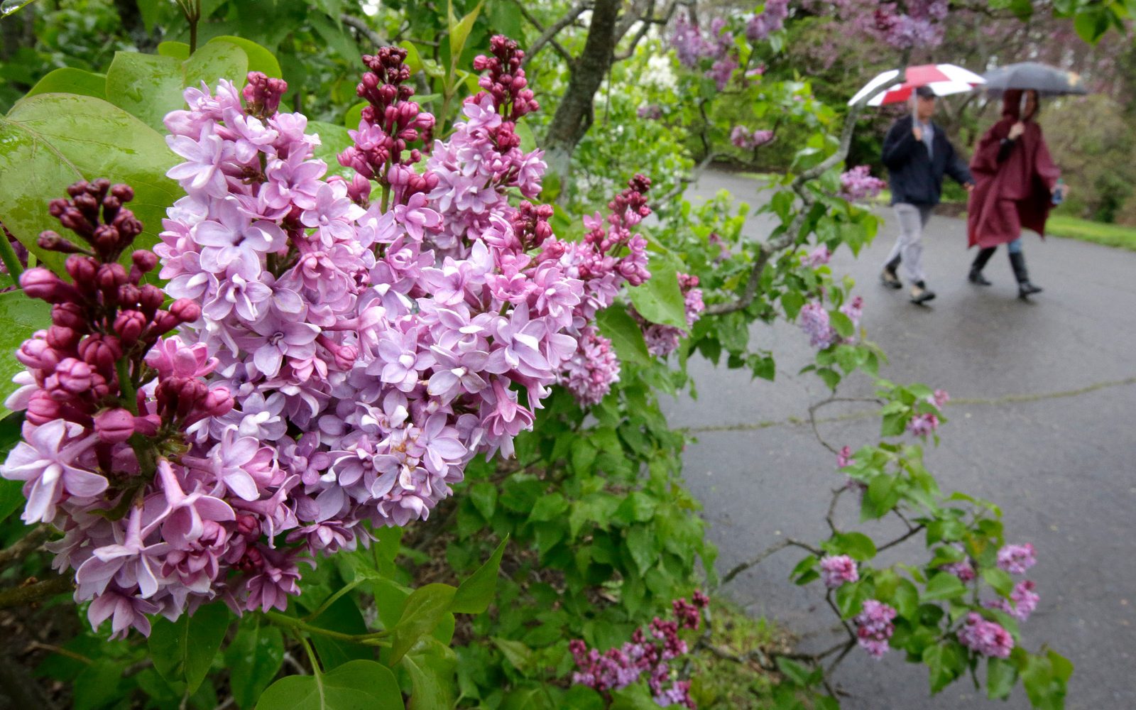 Visitors use umbrellas as they walk past lilac blossoms in the Arnold Arboretum.